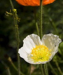 IMG_8623_ps01