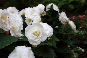 IMG_9795.JPG