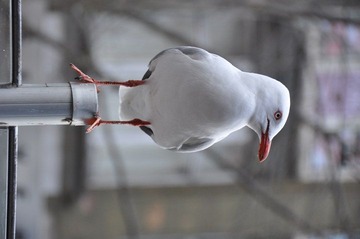 DSC_0294_01.JPG