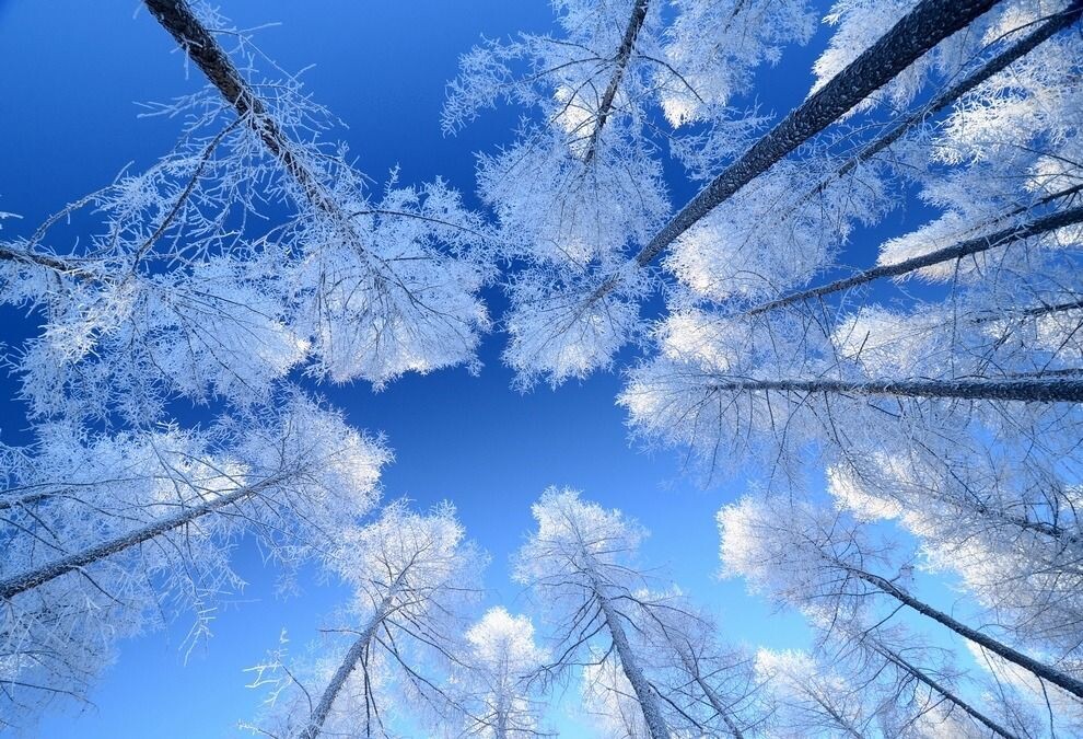 塞罕雾凇<br />
塞罕坝的雾凇，总是那么晶莹剔透！