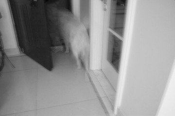 狗出门01