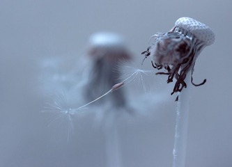 一花一草一世界