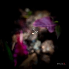 蜂飞花落