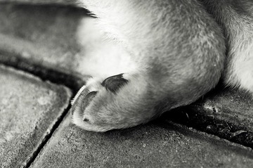 Sleepy 20110915 121756.jpg