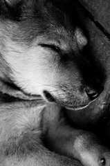 吃饱了的小狗 20110915 123058.jpg