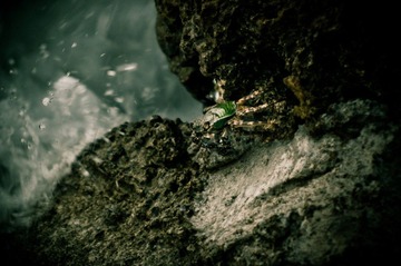 螃蟹 20110824 055919.jpg