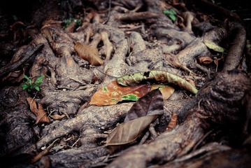 Leaf 20110713 123744.jpg