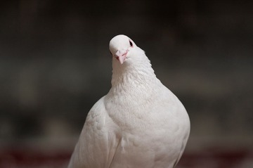 南华寺 鸽子 20111115 112557.jpg