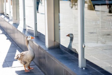 Melbourn 20120117 071127.jpg