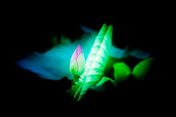荷花 东湖 20130610174852.jpg
