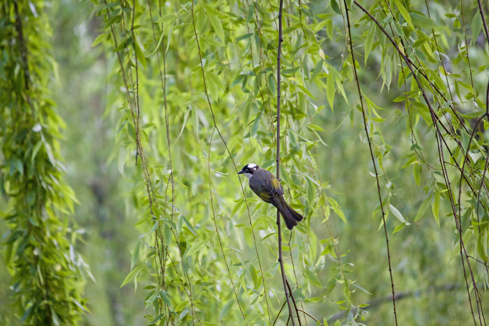 柳岸闻莺_2280 br /> 柳岸闻莺