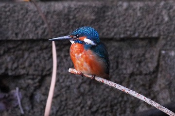 DSC_1009.jpg