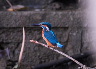 DSC_0079.jpg