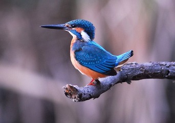 DSC_0953.jpg