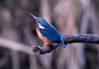 DSC_0965.jpg
