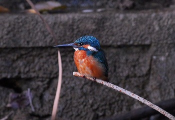 DSC_1007.jpg
