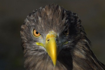 DSC_0041.jpg