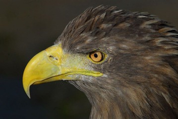 DSC_0050.jpg