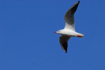 DSC_0058.jpg