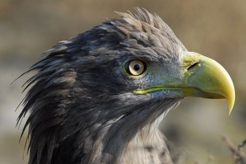 DSC_0061.jpg