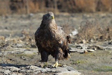 DSC_0074.jpg