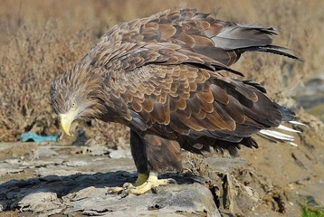 DSC_0102.jpg