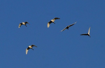 DSC_0686.jpg