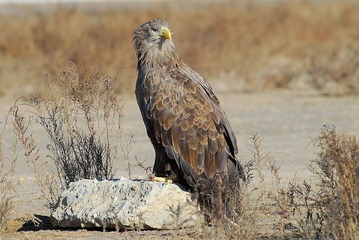 DSC_1053.jpg