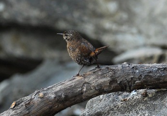 DSC_0483.jpg