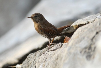 DSC_0511.jpg