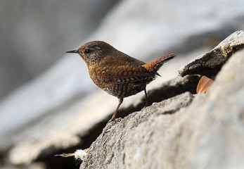 DSC_0517.jpg