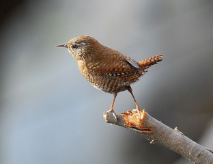 DSC_0557.jpg