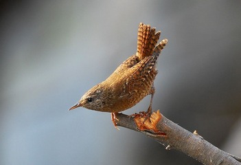 DSC_0559.jpg