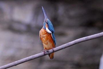 DSC_0623.jpg