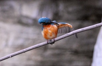 DSC_0638.jpg