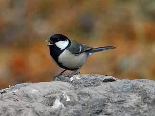DSC_0007.jpg