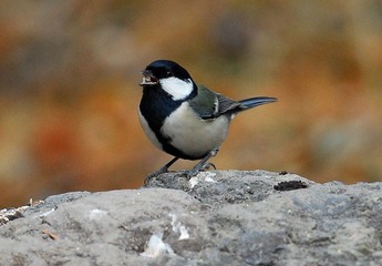 DSC_0010.jpg