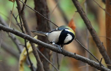 DSC_0019.jpg