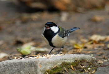 DSC_0058.jpg