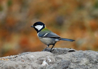 DSC_0080.jpg