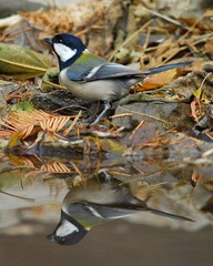 DSC_0087.jpg