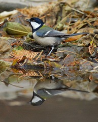 DSC_0089.jpg