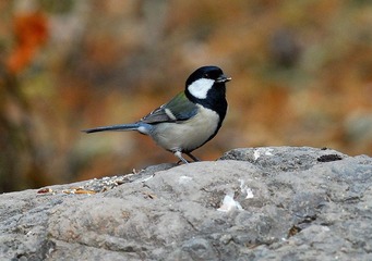 DSC_0146.jpg