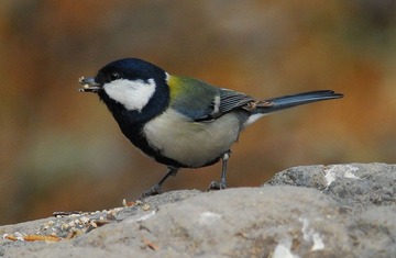 DSC_0178.jpg