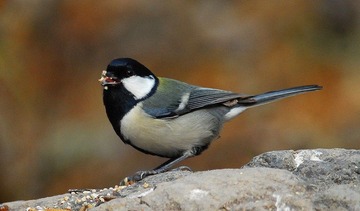 DSC_0182.jpg