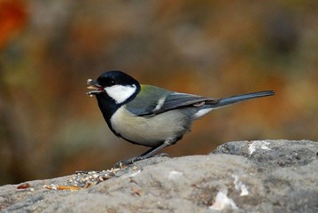 DSC_0188.jpg