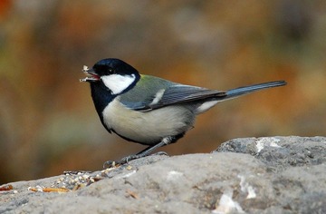 DSC_0202.jpg