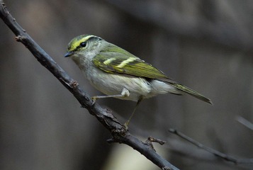 DSC_0248.jpg