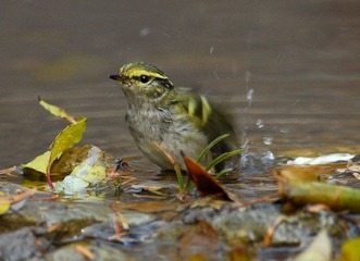 DSC_0251.jpg