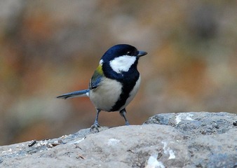 DSC_0264.jpg